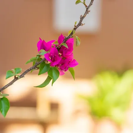 Maria 2 Торони